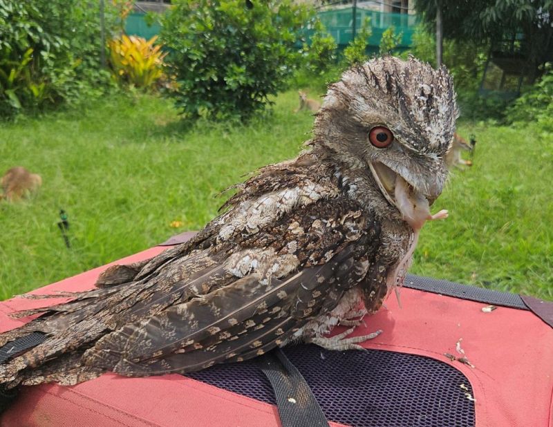 Tawny frog mount owl perched on red table eating a mouse