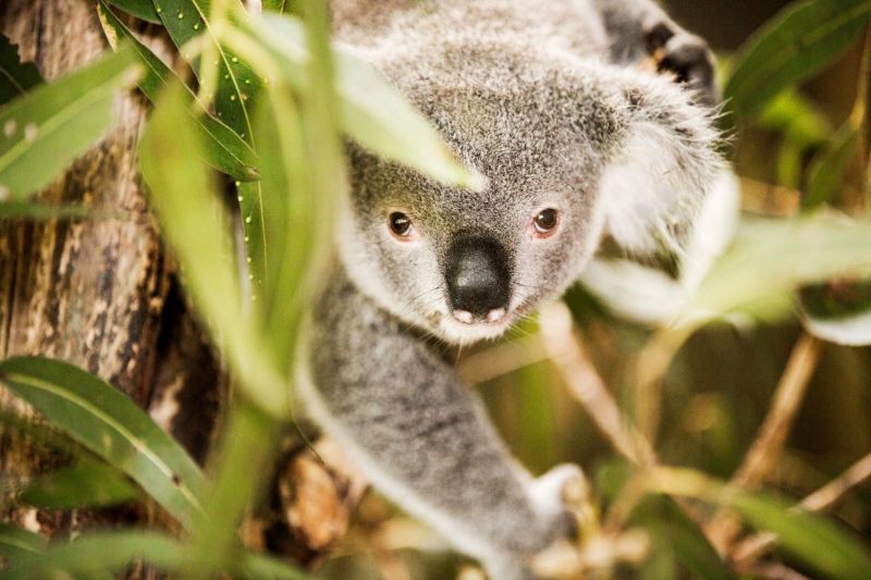 Koala hiding in eucalyptus tree