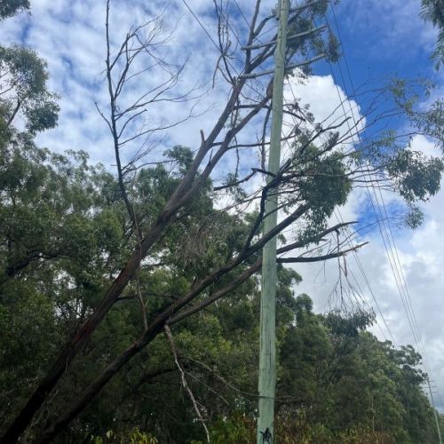 Big gum tree leaning into power pole and powerlines in bushland