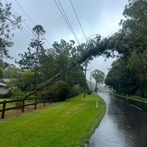 Trees across powerlines at Brookfield