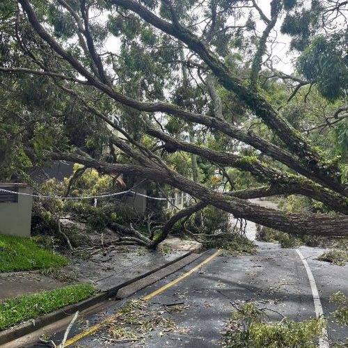 A massive tree across a road and into powerlines in a residential area