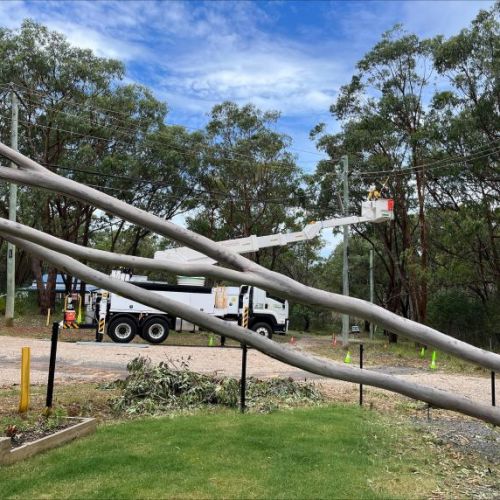 Fallen gum tree with crews in cherry picker working on powerlines in background