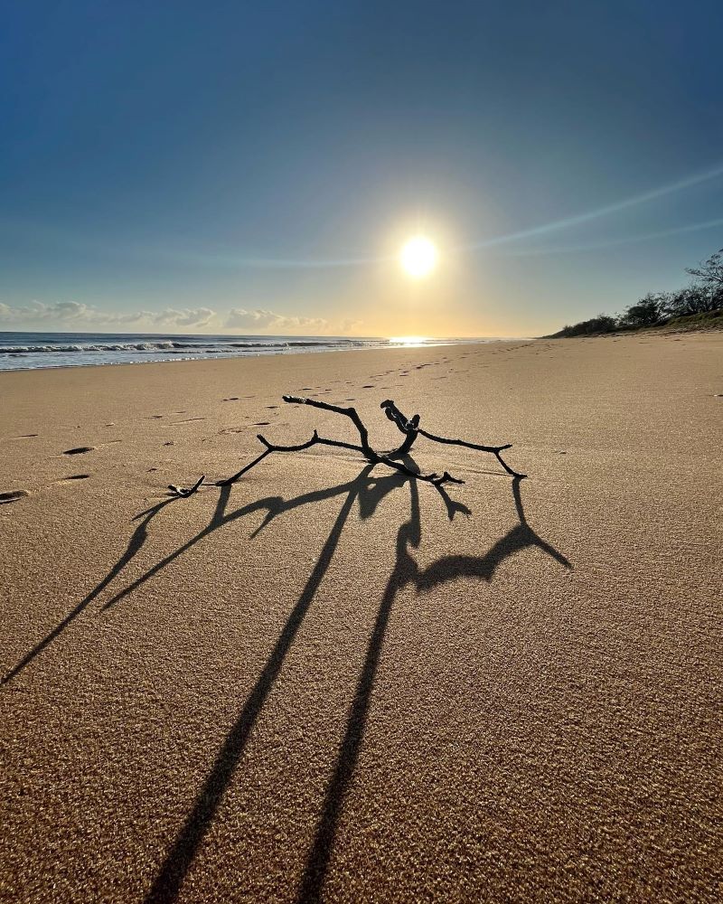 driftwood artfully photographed at sunrise casting shadow on the beach