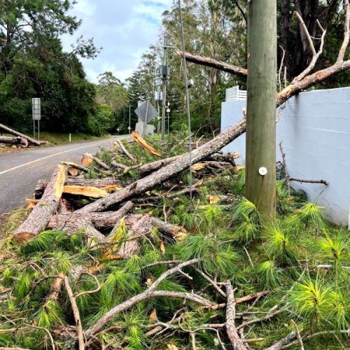 Cut up tress around a powerpole with a powerline in the debris