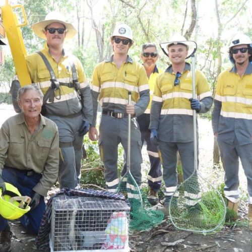 Crews in bush with wildlife rescuer releasing a koala