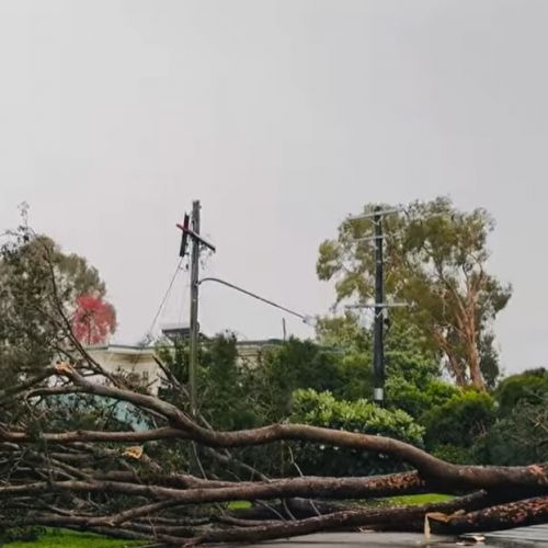 Tree over powerlines in Rosslea