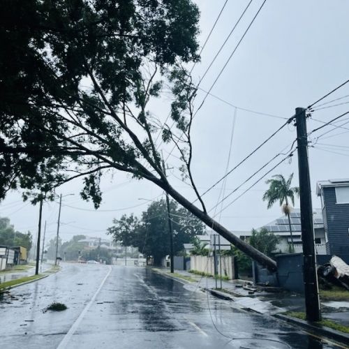 Trees across powerlines at Wynnum Road, Norman Park