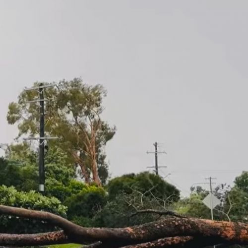 Tree over powerlines in Rosslea