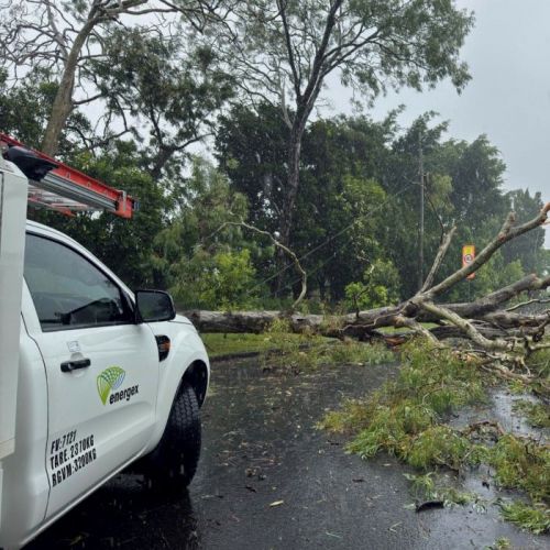 Tree across powerlines at Holland Park