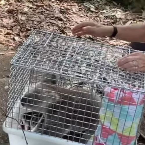 Koala in a cage being released by carers