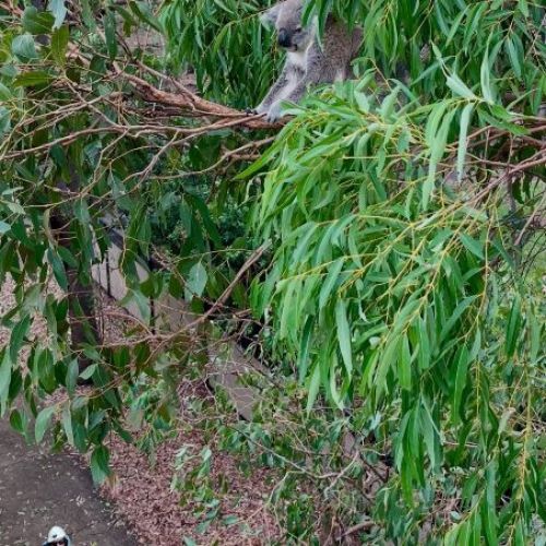 Koala on tree branch