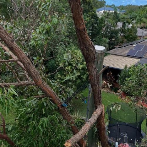 Aerial of residential house and tree