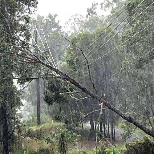 Trees across powerlines at Mount Nathan