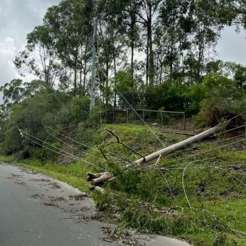 Fallen tree across powerlines on ground on footpath