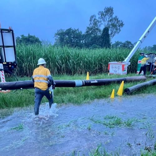 Crews working in rain and mud near cane fields to replace a power pole