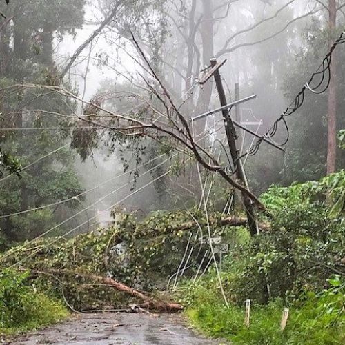 Trees into powerlines on a driveway in bushland