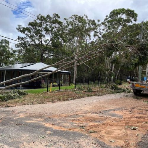 Big gum tree across powerlines with house in background