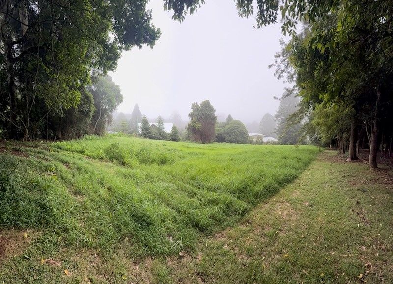 Green field on a misty day framed by tree foilage