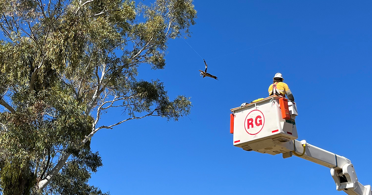 Eagle caught on line in a gum tree with field crew helping in cherry picker vehicle